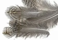 Veniard Partridge French Hackle Natural Ankfjädrar för flugbindning