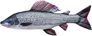 Gaby Grayling 65cm Herlige kosedyr for ekte fiskere