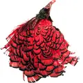 Amherst Pheasant Head No.2 - Dyed Red Diamantfasan komplett huvud