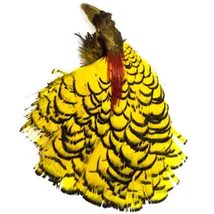 Amherst Pheasant Head No.2 - Dyed Yellow Diamantfasan komplett huvud