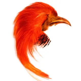 Golden Pheasant Topping Crest Orange Toppen av huvudet