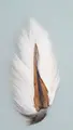 Veniard Bucktail Large Natural White Kvalitet hjort svans med långa fibrer