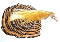 Golden Pheasant Complete Head Helfasanhuvud