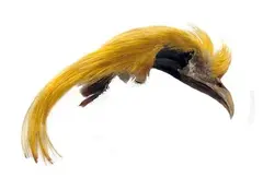Golden Pheasant Topping Crest Toppen av huvudet