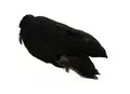 Whiting 4B Hen Cape Black Fjädrar för flugbindare.